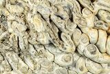 Free-Standing Fossil Stromatolite (Chlorellopsis?) - Wyoming #325731-1